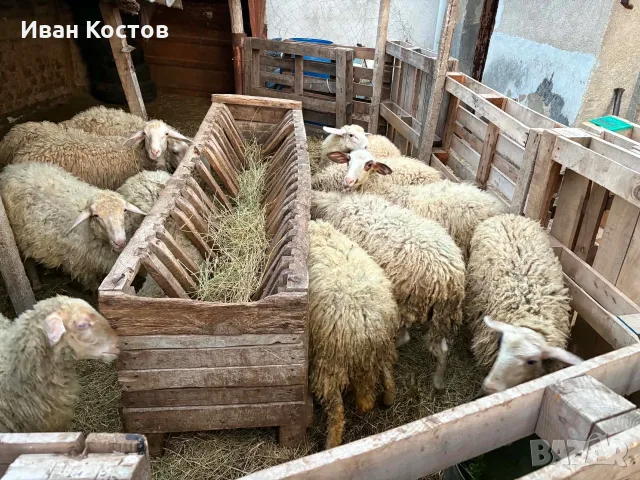 Агнета стават за клане 