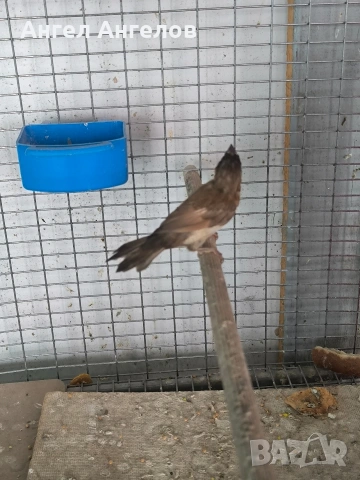 японска амадина , снимка 2 - Амадини - 54781618