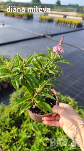 Будлея Розова наслада, Buddleja Pink Delight, снимка 8 - Градински цветя и растения - 55038192
