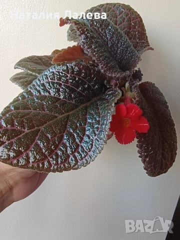 Еписция, episcia Coral glow, снимка 3 - Стайни растения - 54774056