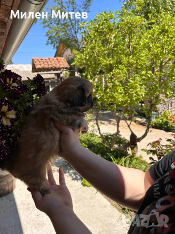 Кученца пекинез, снимка 6 - Пекинез - 54309829