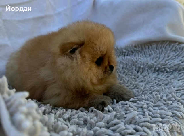 померани момчета, снимка 6 - Померан - 54303264