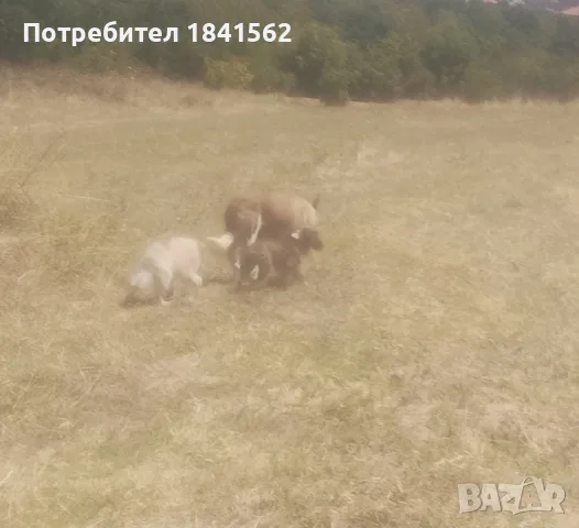 Продават се овчарки, снимка 2 - Бо - 55529537