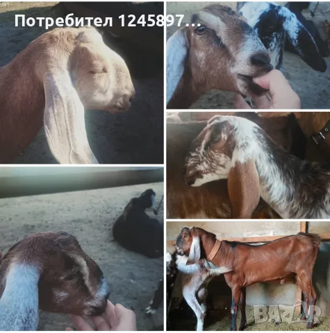 До 31.07.26 свободно англо-нубийско стадо кози с ярета и пръчове 
