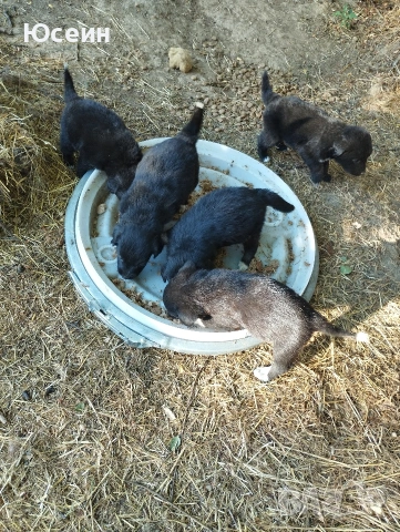 малки кученца овчарски, снимка 6 - Каракачанска овчарка - 55246532
