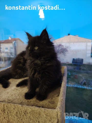Уникални котенца Мейн кун , снимка 3 - Мейн кун - 55173454