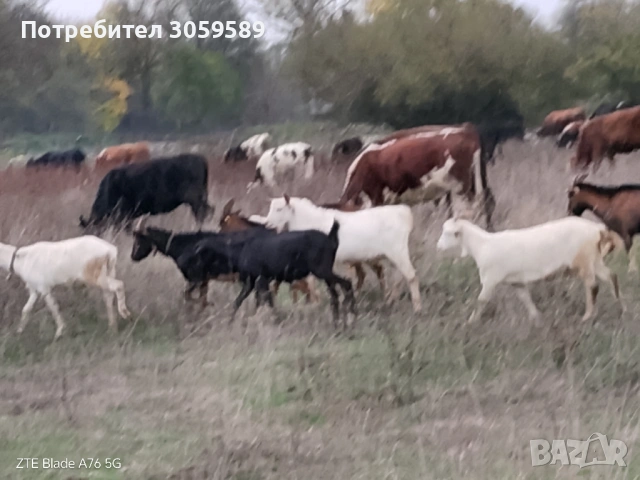 Кози млади саански и френски алпин
