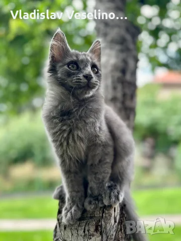 Mein Coon Мейн Кун, снимка 7 - Мейн кун - 55316999