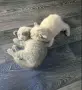 Шотландски клепоухи и британски късокосмести бебета котенца , снимка 3