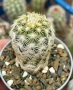 Кактус Echinocereus viridiflorus var. correllii, снимка 1