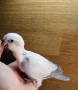 Бебета папагал монах, снимка 5