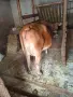 Юница "Джерсе". , снимка 16