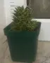 Кактус Mammillaria decipiens, снимка 2