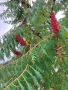 Продавам Рустифина Дисекта/Rhus typhina Dissecta, снимка 1