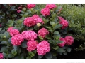 Хортензия Сибила, Hydrangea macrophylla Sibilla за сянка!!, снимка 2