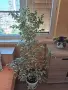 Продавам фокус Бенджамин с шарени листа., снимка 1