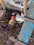 Продавам яйца за лупене, снимка 2