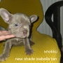 Френски булдог търси дом 🐾 Малки френски булдочета на 40 дни търсят своето  ново  семейство. , снимка 2