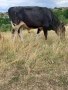 Продавам телета , снимка 2