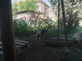 Пауни 4 годишни, снимка 8