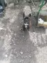 френски Булдок женско на 4 години раждало е два пъти , снимка 3