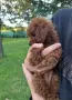 Пудел той / poodle toy, снимка 4