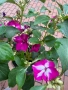 🩷🌿💜 Impatiens walleriana 'Raffael Star Mix' (Циганче / Импатиенс), снимка 1