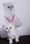 Уникални Котенца от Елитни Родители със Родословие, снимка 5