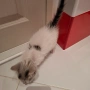  Мъжко коте, снимка 2