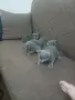 Британска котка, снимка 4