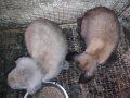 кочовати зайци за разплод мъжки на 3 месеца+цена 60евро, снимка 4