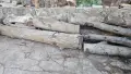Дървен материал Орех на Трупи, снимка 2