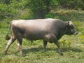бикове и крави за продан, снимка 5