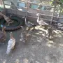 Индийски бегач, неми патици,гъски,холандска качулата,пуйки и мини кохини, снимка 9