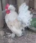 Продавам Бреговски Джинки  Чифтове и Петлета , снимка 1