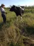 продавам заплодена юница, снимка 3