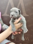 Американско Були Хл American bully Xl ABKC , снимка 13
