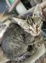 4 сладки котенца , снимка 6