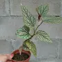 Бегония    Цвете , снимка 7