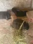 продавам зайци на 3 месеца, снимка 5