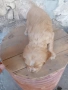 Продавам кокер шпаньол чета , снимка 3