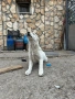 Продавам женски алабай, снимка 4