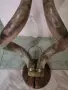 Естествени рога за украса на механа, снимка 6