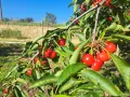 Продава двуетажна масивна къща, снимка 12