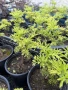 Бъз Sambucus nights “Golden Tower”, снимка 3
