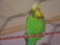 Продавам Вълнисти папагали изложбени, снимка 4