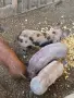 Малки прасенца за продан, снимка 3