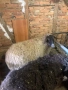 Три ялови овце , снимка 7