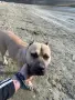 Американски питбул, снимка 1