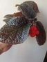 Еписция, episcia Coral glow, снимка 3